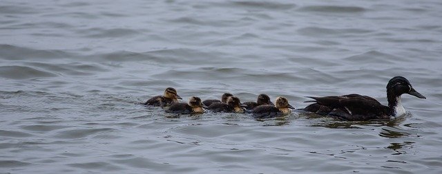 Free download Baby Ducks Duckings Mallard Female -  free photo or picture to be edited with GIMP online image editor