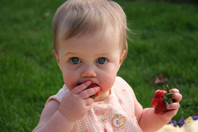 Free download Baby Eating Tog -  free photo or picture to be edited with GIMP online image editor