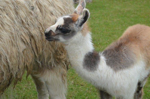  Baby Llama Peru  Macchu