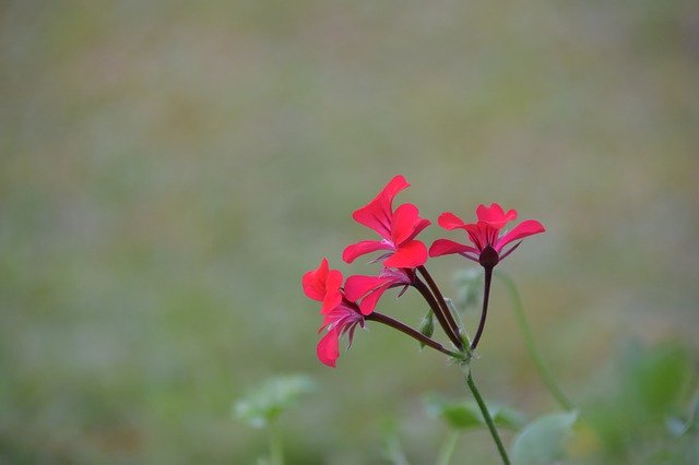 Free download Background Flower Red -  free photo or picture to be edited with GIMP online image editor