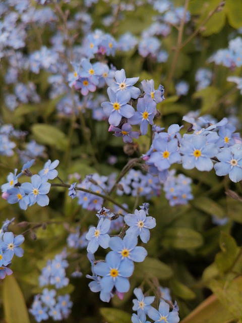 Free download background forget me not flower free picture to be edited with GIMP free online image editor