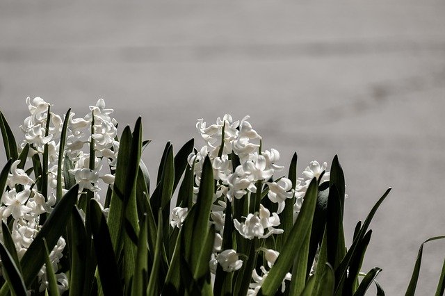 Free download Background Hyacinth Flower -  free photo or picture to be edited with GIMP online image editor