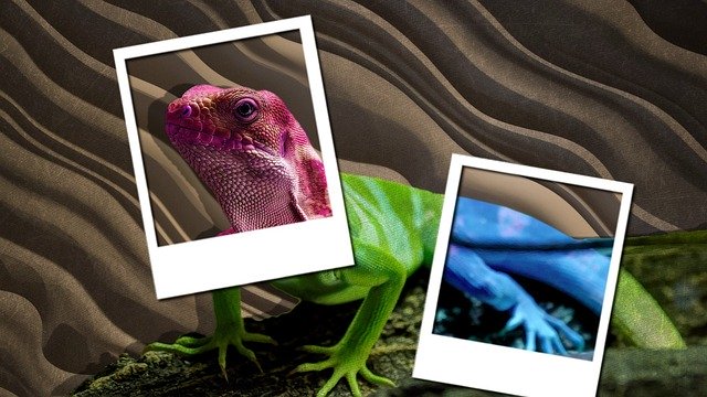 Free download Background Lizard Reptile -  free illustration to be edited with GIMP free online image editor