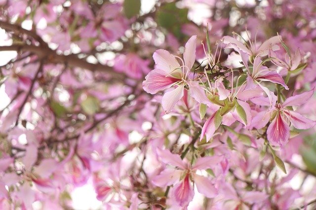 Free download Background Pink Flowers -  free photo or picture to be edited with GIMP online image editor