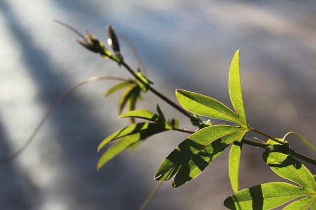 Free download Backlight Plant Branch Passion -  free photo or picture to be edited with GIMP online image editor