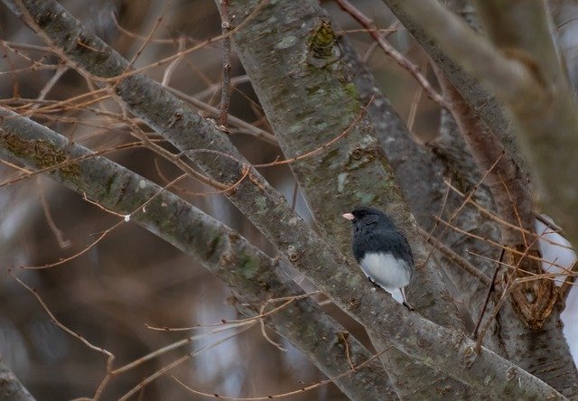 Free download Backyard Wildlife Birdwatching -  free photo or picture to be edited with GIMP online image editor