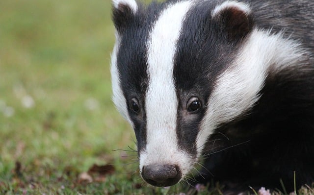 Free download badger animal wildlife head nature free picture to be edited with GIMP free online image editor