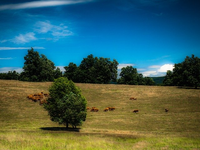 Free download Bakony Meadow Resting Cows Cattle -  free illustration to be edited with GIMP free online image editor