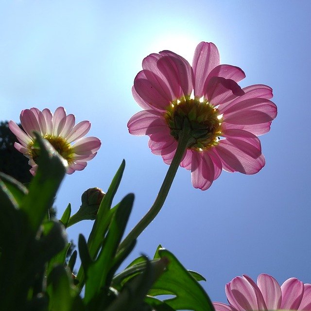 Free download Balcony Plant Summer Flowers Close -  free photo or picture to be edited with GIMP online image editor