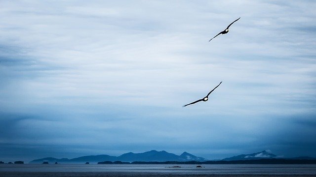 Free download Bald Eagle Approach Alaska -  free photo or picture to be edited with GIMP online image editor