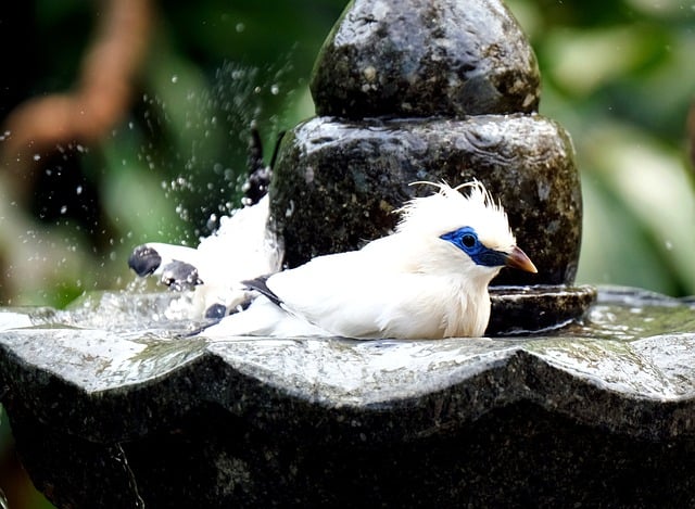 Free download bali myna myna bathing bird free picture to be edited with GIMP free online image editor