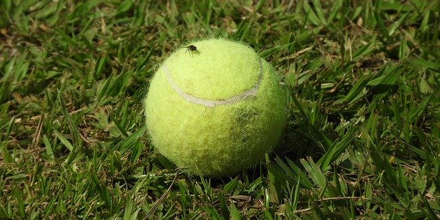 Free download Ball Insect Fly -  free photo or picture to be edited with GIMP online image editor