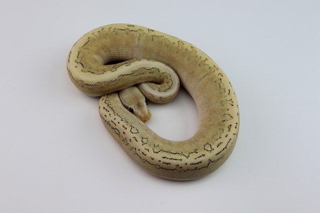 Free download Ball Python Snake Reptile -  free photo or picture to be edited with GIMP online image editor