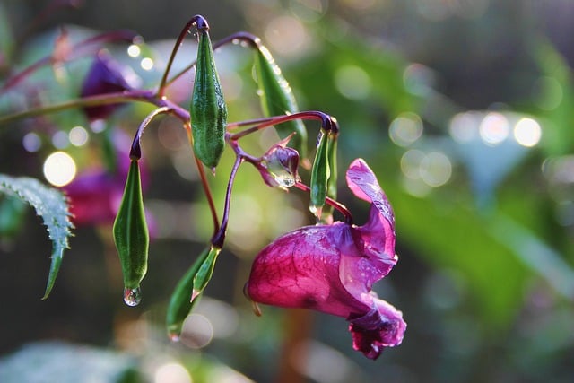 Free download balsam neophyte blossom bloom bud free picture to be edited with GIMP free online image editor