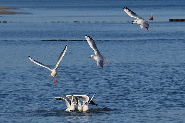 Free download baltic sea seagulls beach sea feed free picture to be edited with GIMP free online image editor