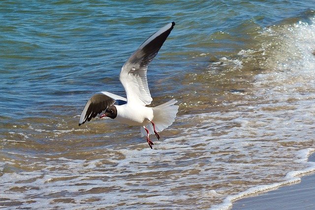 Free download Baltic Sea Seagull Water Bird -  free photo or picture to be edited with GIMP online image editor