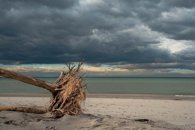 Free download Baltic Sea West Beach Tree -  free photo or picture to be edited with GIMP online image editor