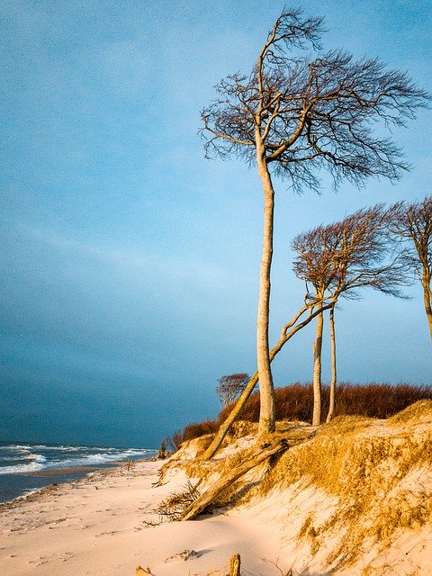 Free download Baltic Sea West Beach Trees -  free photo or picture to be edited with GIMP online image editor