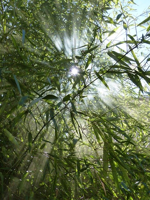 Free download Bamboo Against Day Smoke -  free photo or picture to be edited with GIMP online image editor