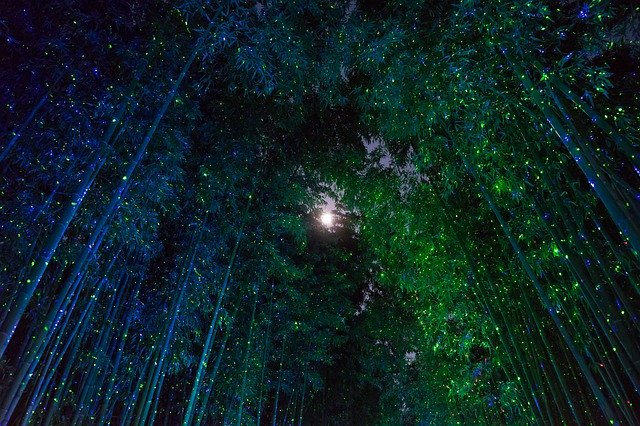 Bamboo Fantasy Moon