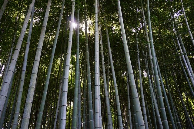 Free download Bamboo Forest Japan -  free photo or picture to be edited with GIMP online image editor