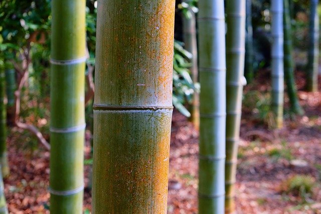 Free download Bamboo Forest Sunlight -  free photo or picture to be edited with GIMP online image editor