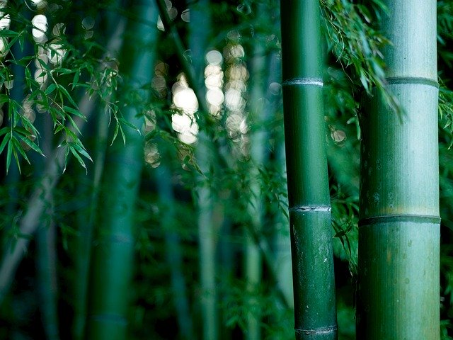 Free download Bamboo Green Plant -  free photo or picture to be edited with GIMP online image editor