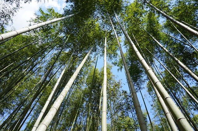 Free download Bamboo Japan Forest -  free photo or picture to be edited with GIMP online image editor