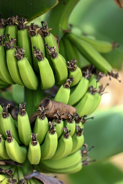 Free download banana bananas fruits vegetables free picture to be edited with GIMP free online image editor