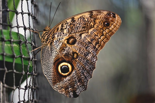 Free download banana butterfly butterfly insect free picture to be edited with GIMP free online image editor