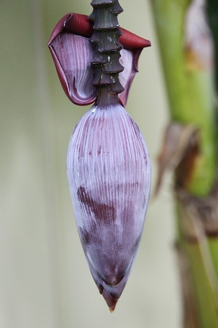 Free download Banana Flower Shrub -  free photo or picture to be edited with GIMP online image editor