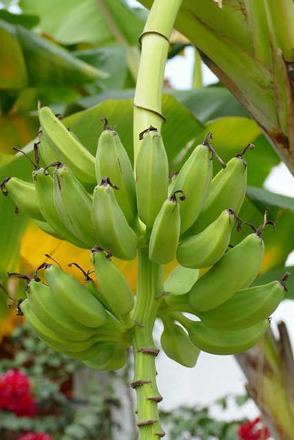 Free download banana immature banana tree fruit free picture to be edited with GIMP free online image editor