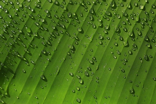 Free download banana leaf green leaf waterdrops free picture to be edited with GIMP free online image editor