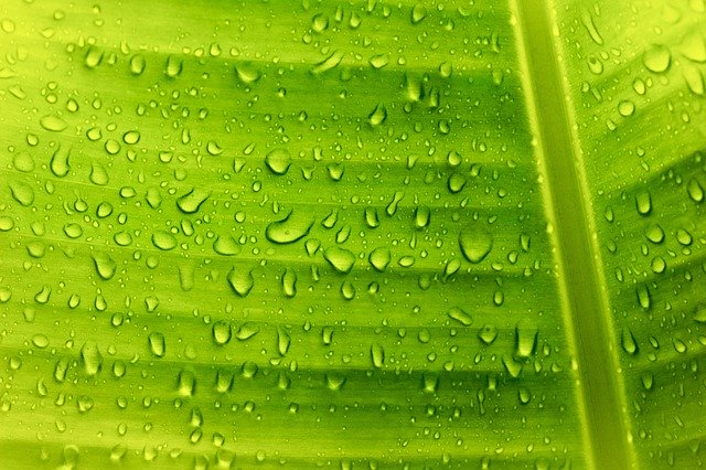 Free download Banana Leaf Translucent -  free photo or picture to be edited with GIMP online image editor