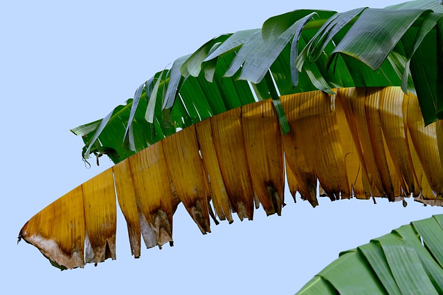 Free download banana leaves leaves autumn foliage free picture to be edited with GIMP free online image editor