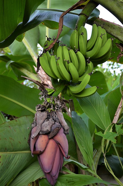 Free download bananas food fruit fresh organic free picture to be edited with GIMP free online image editor