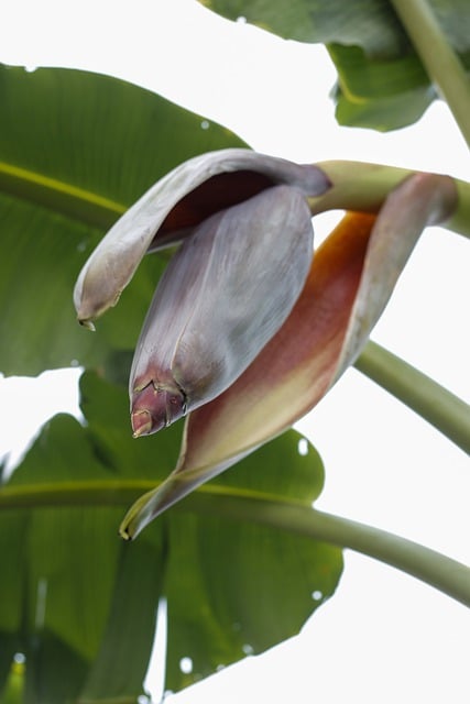 Free download bananas trees agriculture farmer free picture to be edited with GIMP free online image editor