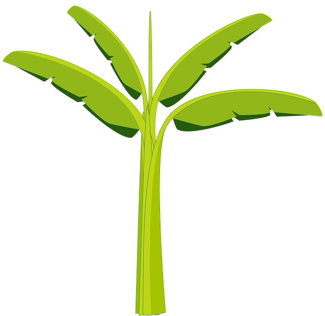 Free download Banana Tree -  free illustration to be edited with GIMP free online image editor