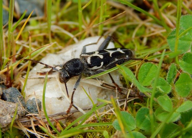 Free download Banded Ash Borers Bark Beetle Bug -  free photo or picture to be edited with GIMP online image editor