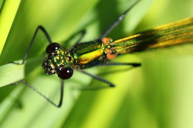 Free download Banded Demoiselle Dragonfly Female -  free photo or picture to be edited with GIMP online image editor