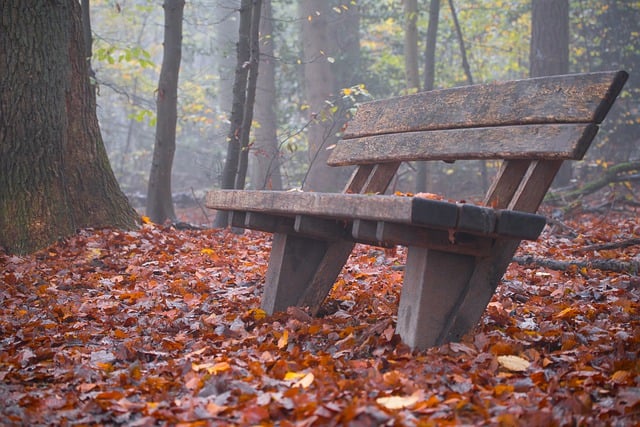 Free download bank bench forest fall leaves fog free picture to be edited with GIMP free online image editor