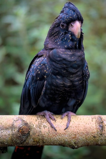 Free download banksblack cockatoo free picture to be edited with GIMP free online image editor