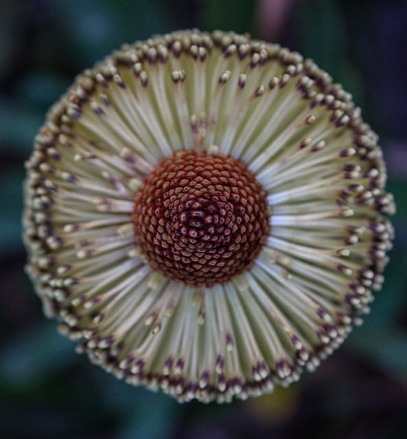 Free download banksia menziesii firewood banksia free picture to be edited with GIMP free online image editor