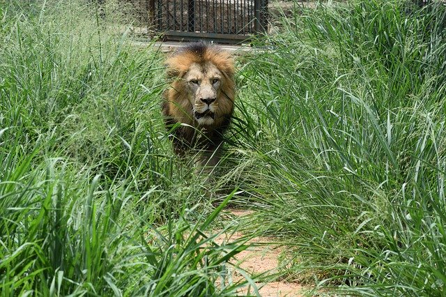 Free download Bannerghatta Biological Park -  free photo or picture to be edited with GIMP online image editor