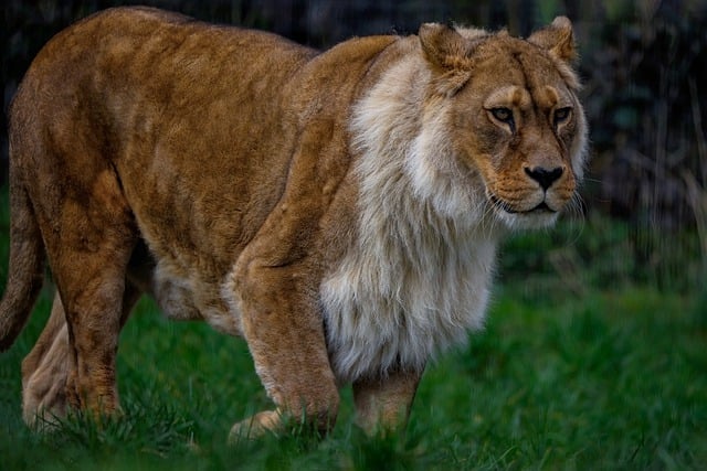 Free download barbary lion lioness lion free picture to be edited with GIMP free online image editor