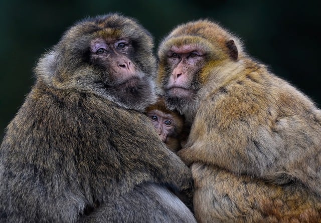 Free download barbary macaque barbary ape macaque free picture to be edited with GIMP free online image editor