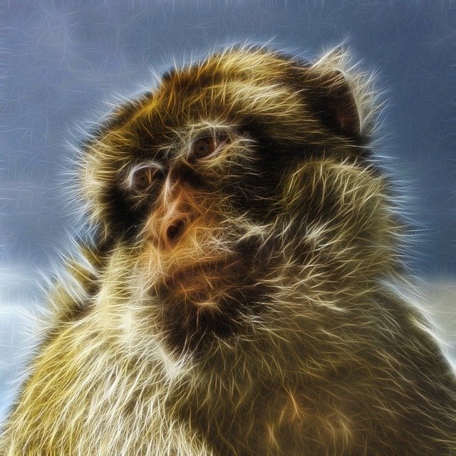 Free download Barbary Macaque Common -  free illustration to be edited with GIMP free online image editor