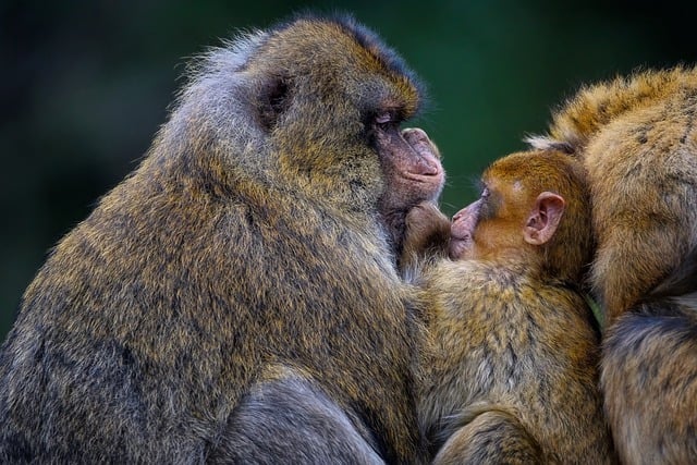 Free download barbary macaque monkey barbary ape free picture to be edited with GIMP free online image editor