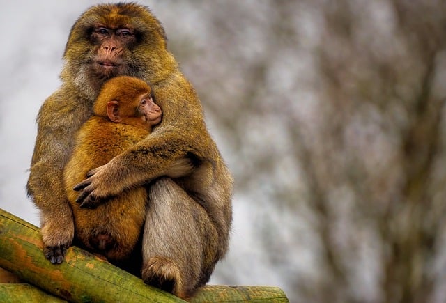 Free download barbary macaque monkey barbary apes free picture to be edited with GIMP free online image editor