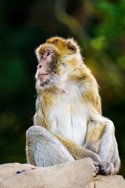 Free download barbary macaque monkey primate free picture to be edited with GIMP free online image editor